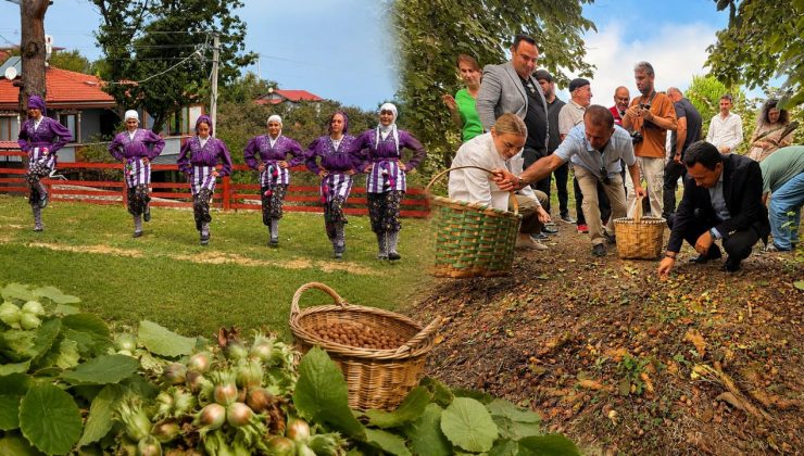 Akçakoca’da Geleneksel Fındık Hasat Şenliği Gerçekleştirildi